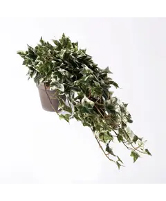 Supergreens Τεχνητό Φυτό Κισσός Πανασέ 45 εκ.