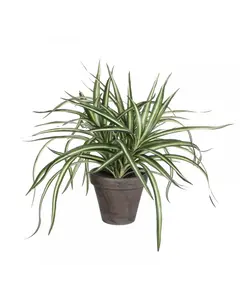 Supergreens Τεχνητό Φυτό Δράκαινα 34 εκ.