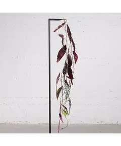 Supergreens Τεχνητή Γιρλάντα Μπιγκόνια Maculata 120 εκ.