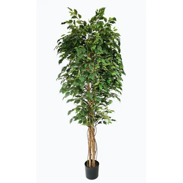 FICUS TREE NP230_210_UV  ΥΨΟΣ 210cm NewPlan