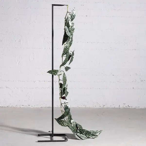 Supergreens Τεχνητή Γιρλάντα Μπιγκόνια Maculata 170 εκ.