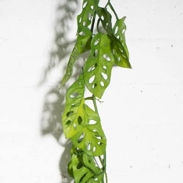 Supergreens Τεχνητή Γιρλάντα Μονστέρα "Minima" Πράσινη 115 εκ.