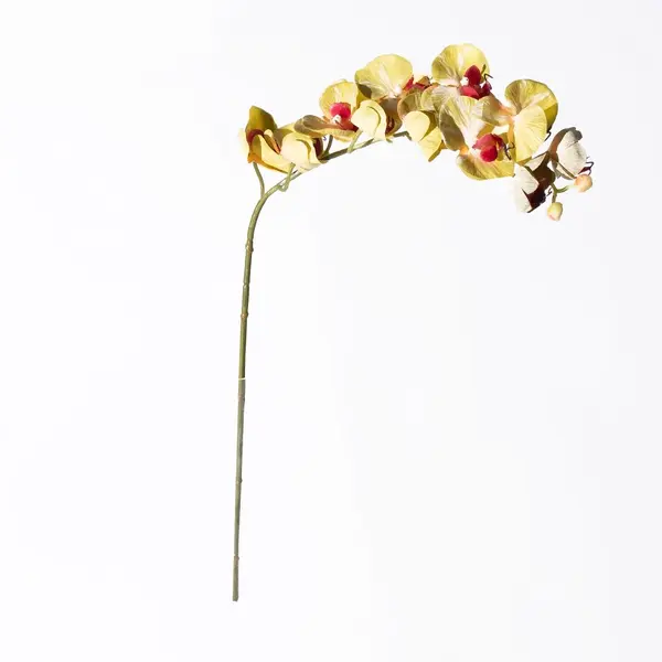 Supergreens Τεχνητό Κλωνάρι Ορχιδέα Πράσινο 75 εκ.