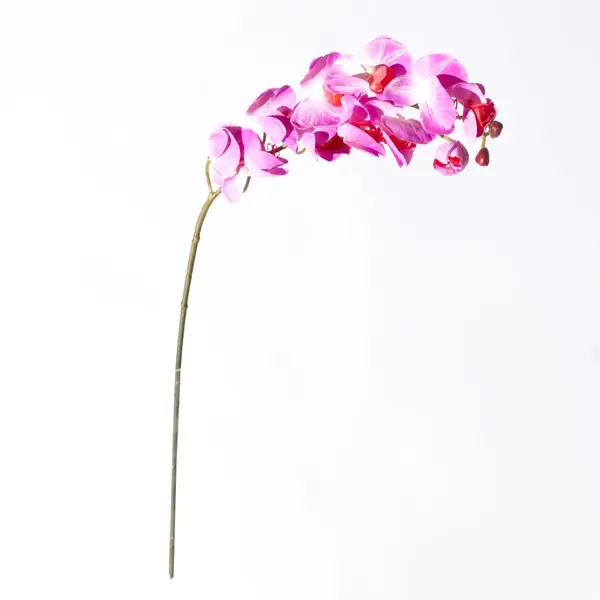 Supergreens Τεχνητό Κλωνάρι Ορχιδέα Φούξια 75 εκ.