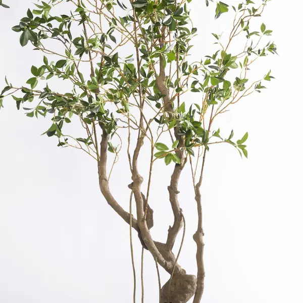 Supergreens Τεχνητό Δέντρο Φίκος Microcarpa Πράσινο 210 εκ.