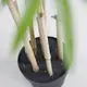 BAMBOO  NP0070_210 ΥΨΟΣ 210cm NewPlan