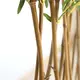 BAMBOO IN POT (L90*W30)  NP827_180_UV  ΥΨΟΣ 180cm NewPlan