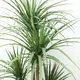 DRACAENA  NP_28_155  ΥΨΟΣ 155cm NewPlan