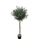 OLIVE TREE NP5807_150_22_UV ΥΨΟΣ 150cm NewPlan