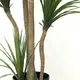 DRACAENA  NP_28_155  ΥΨΟΣ 155cm NewPlan