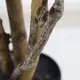 FICUS TREE NP5209_180  ΥΨΟΣ 180cm NewPlan