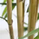 BAMBOO  NP0076_210 ΥΨΟΣ 210cm NewPlan