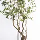 Supergreens Τεχνητό Δέντρο Φίκος Microcarpa Πράσινο 210 εκ.