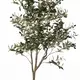 Supergreens Τεχνητό Δέντρο Ελιά "Arbequina" Πράσινο 150 εκ.